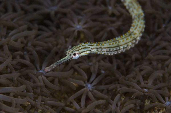 Indonesia, Sulawesi, Pipefish swimming over coral